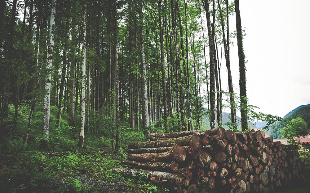 Forest logging in Germany - Photo from Unsplash