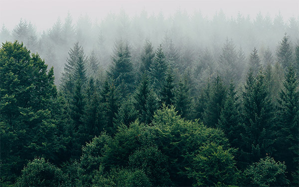 Boreal forests in the mist