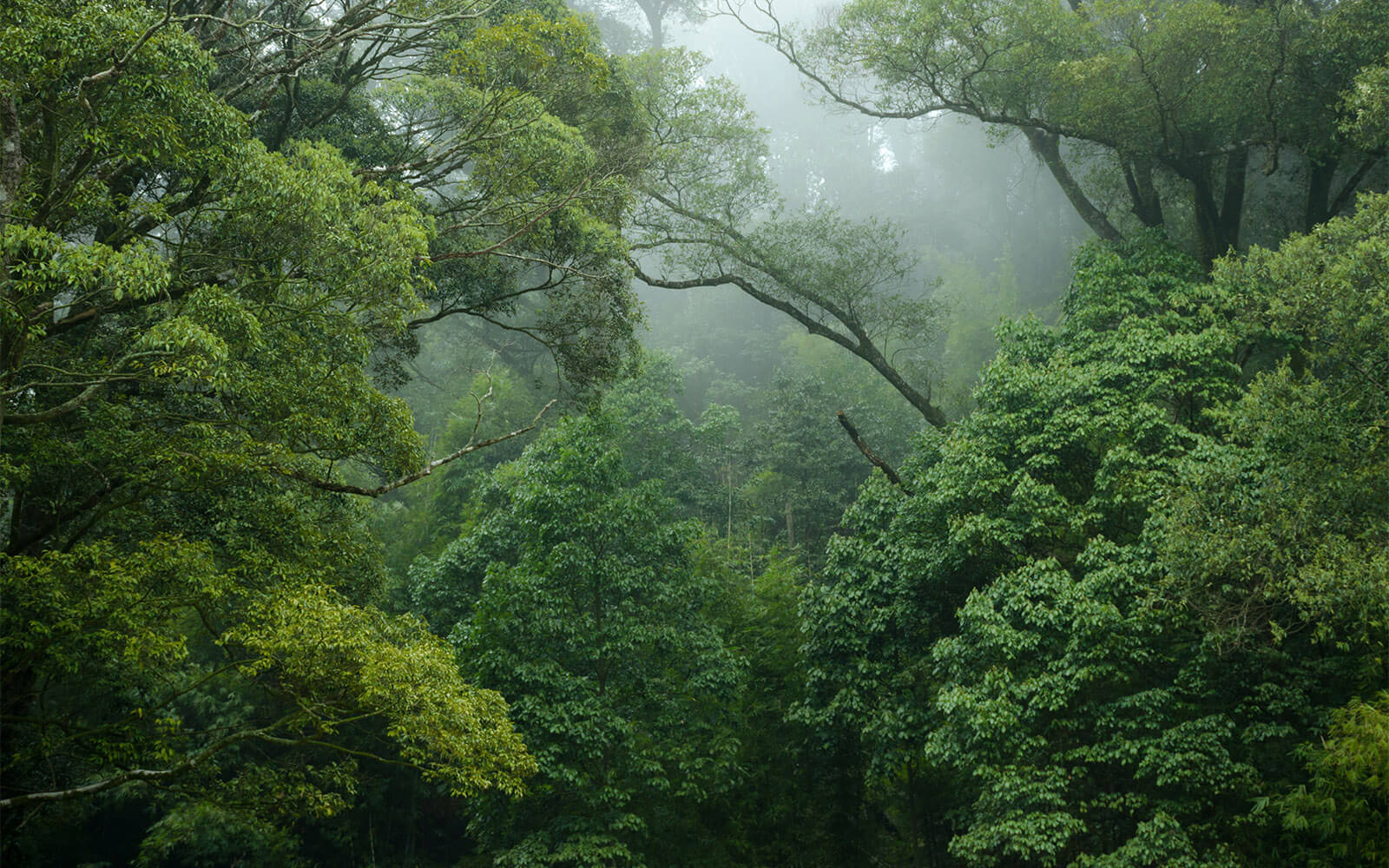 Rainforest canopy