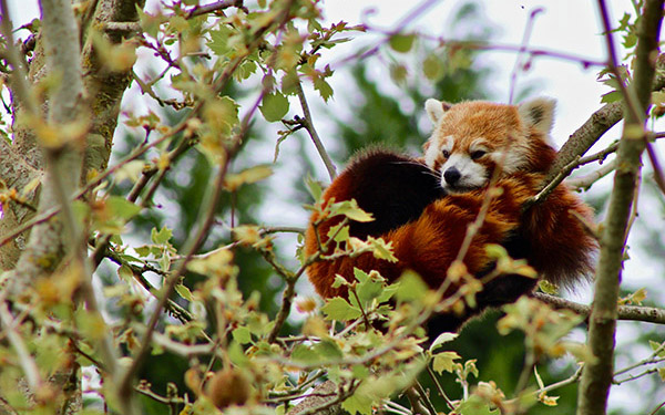 red panda