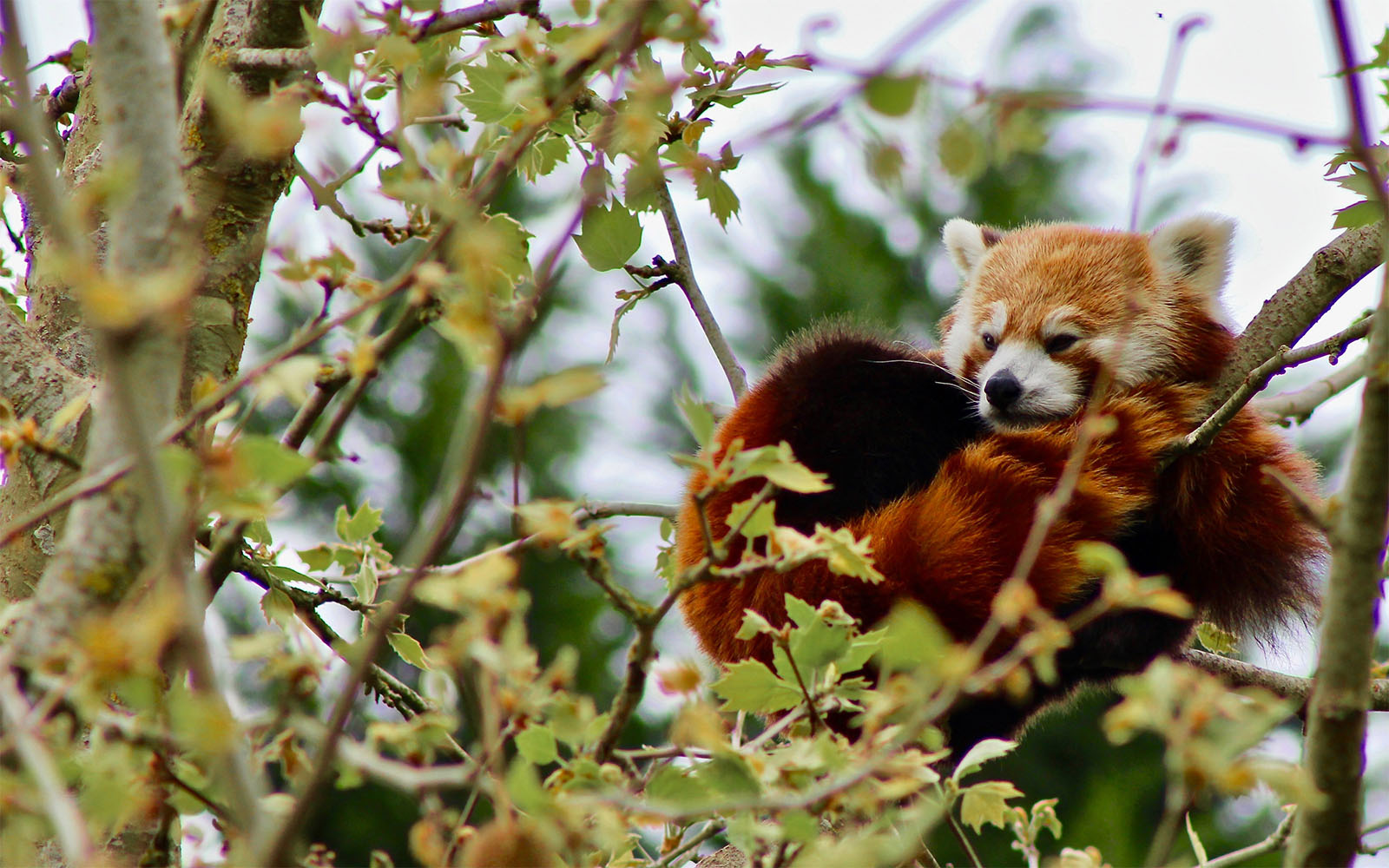 Red panda banner