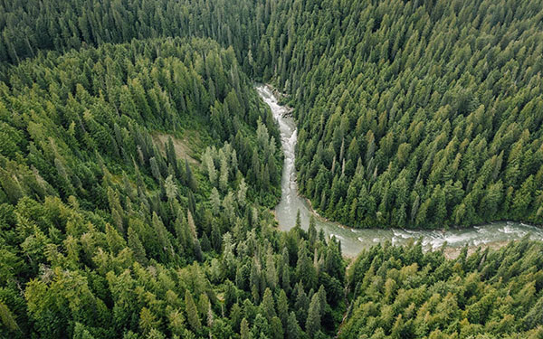 Taiga forests aerial
