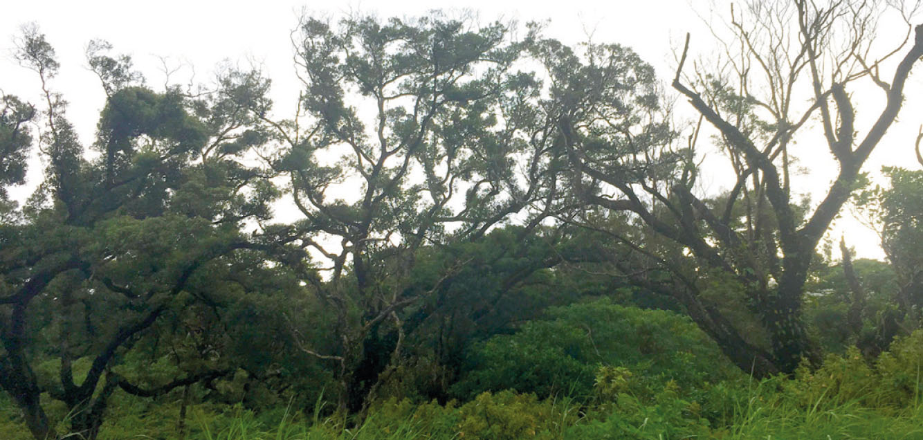 The dark bush of Tanna island, in Vanuatu