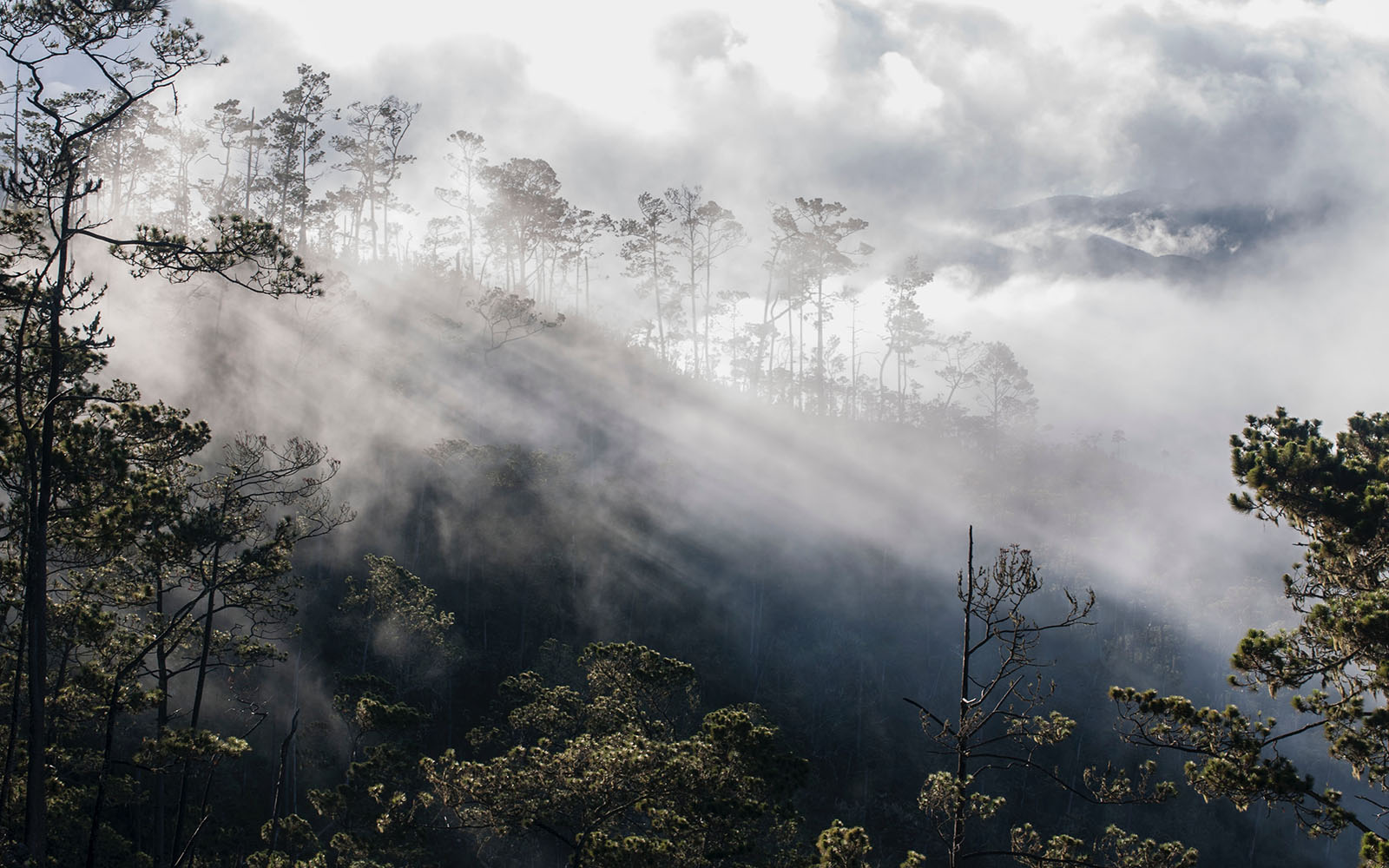 Democratic Republic of Congo forests