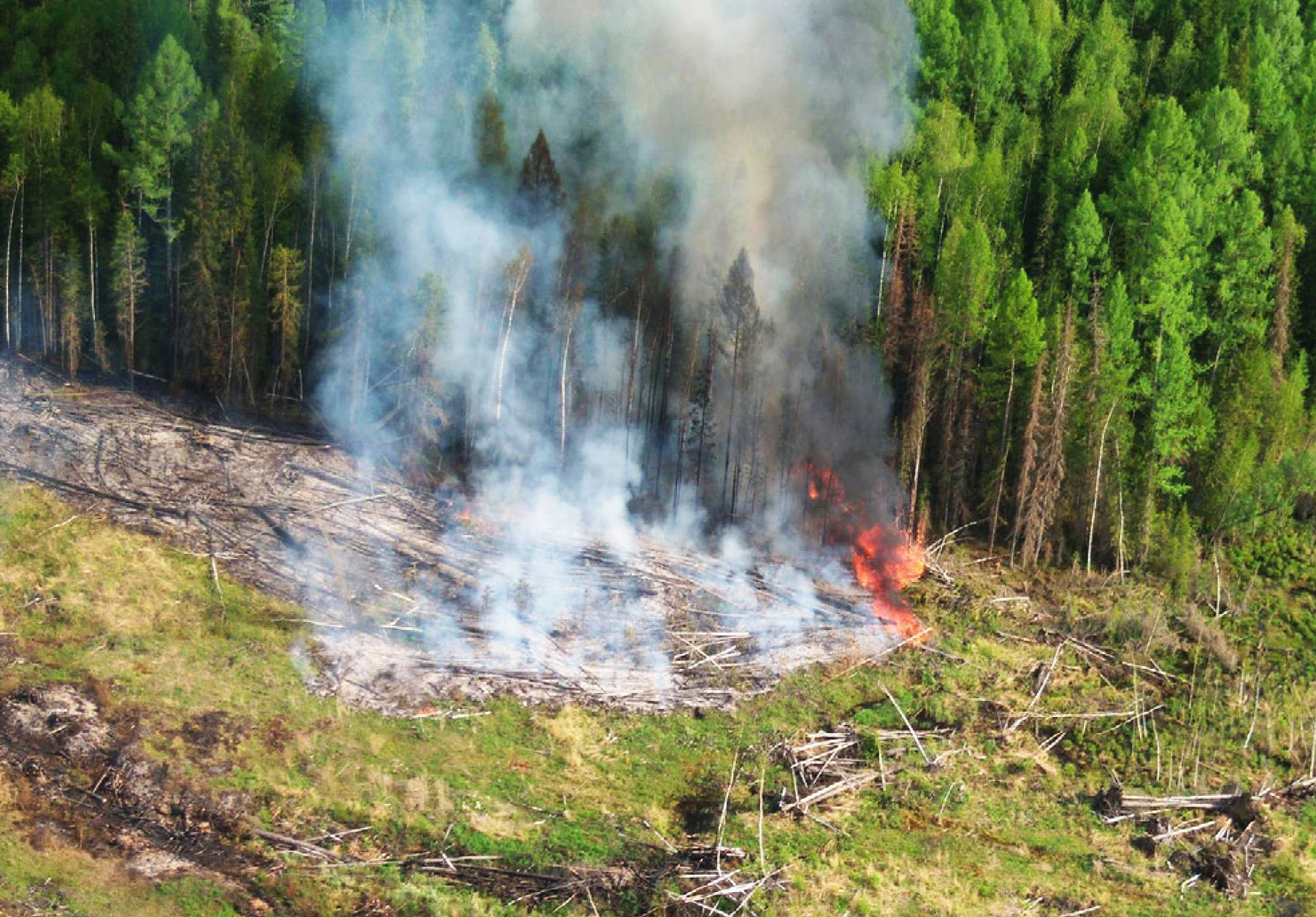 Burning of forest remnants releases CO2 into the atmosphere