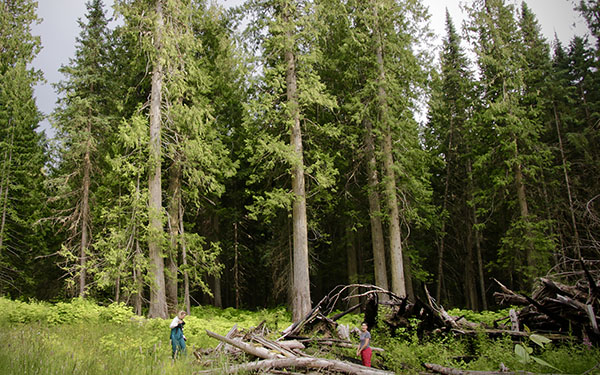 Canadian Wet-belt forest is being woodchipped and shipped all the way to Europe to be burned as what is called renewable energy