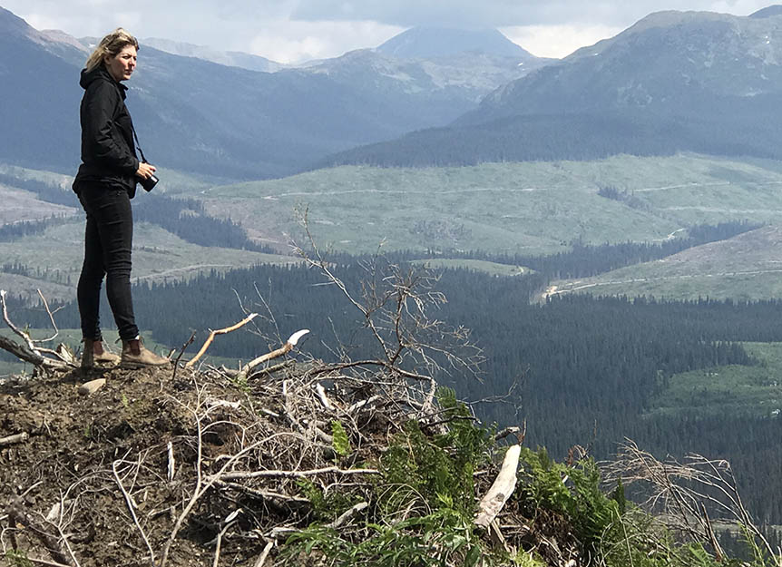 Canadian Wet-belt landscape is being cleared of primary forests at an alarming rate.