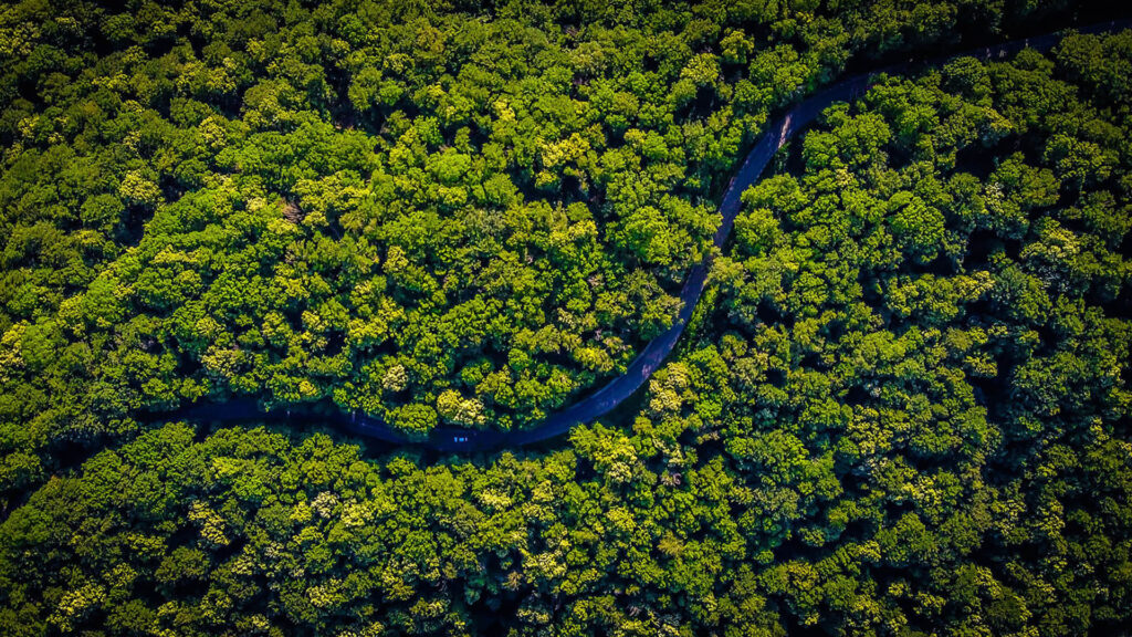 Rainforest canopy