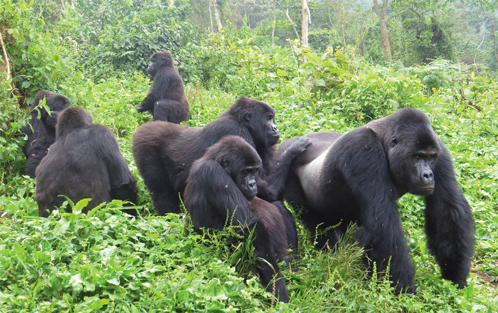 Eastern Lowland Gorillas in primary Afromontane forest, North Kivu Province Photo: Gorilla Rehabilitation and Conservation Education Center (GRACE Gorillas)