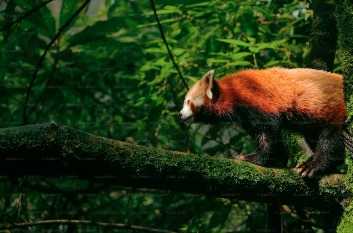 Red panda in the forests of Himalaya