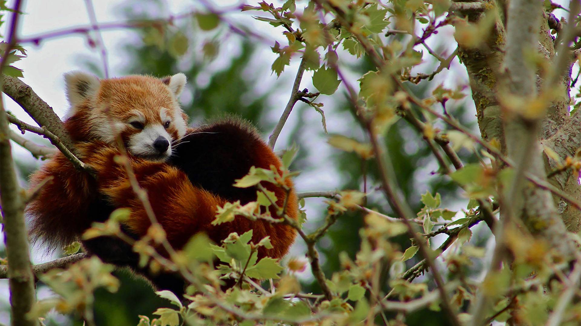 Red Panda in a tree